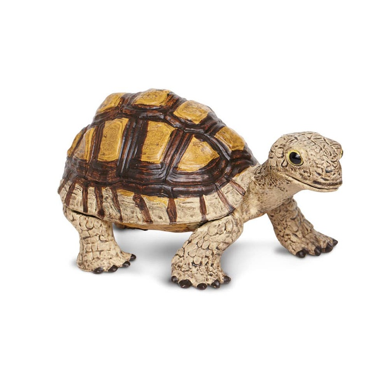 Tortoise – 258629