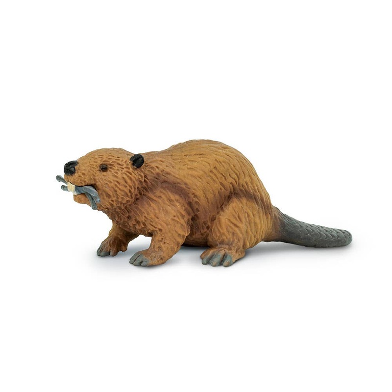 Beaver – 283629