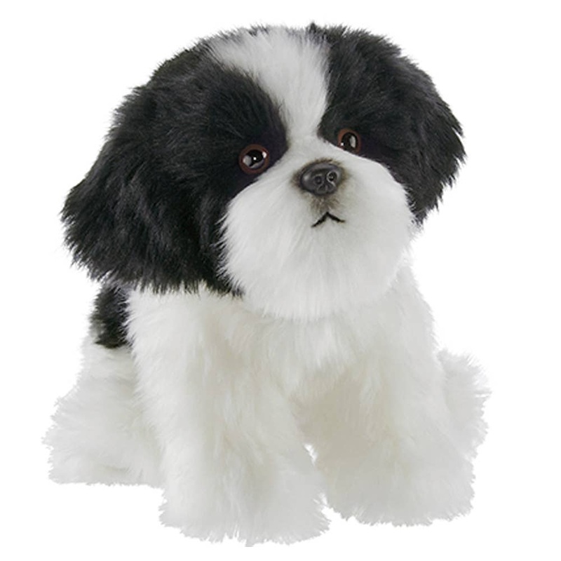 Butch the Havanese