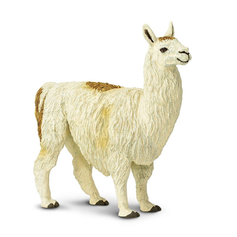 Llama – 227429